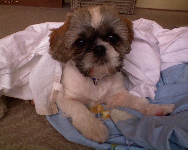 Foto: Bong��ek-M�j my���ek Bongo