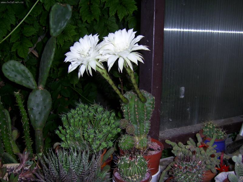 Foto: krása noci-rozkvitnutý kaktus