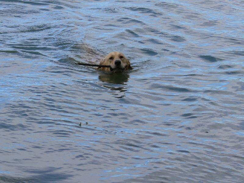 Foto: Nelly a obl�ben� aport ve vod�