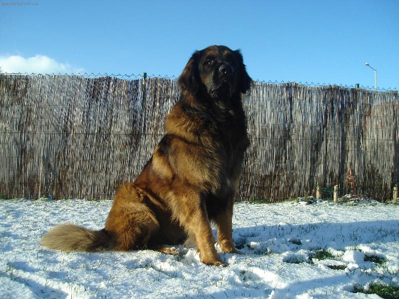 Foto: Leonberger-Leonberger Bady