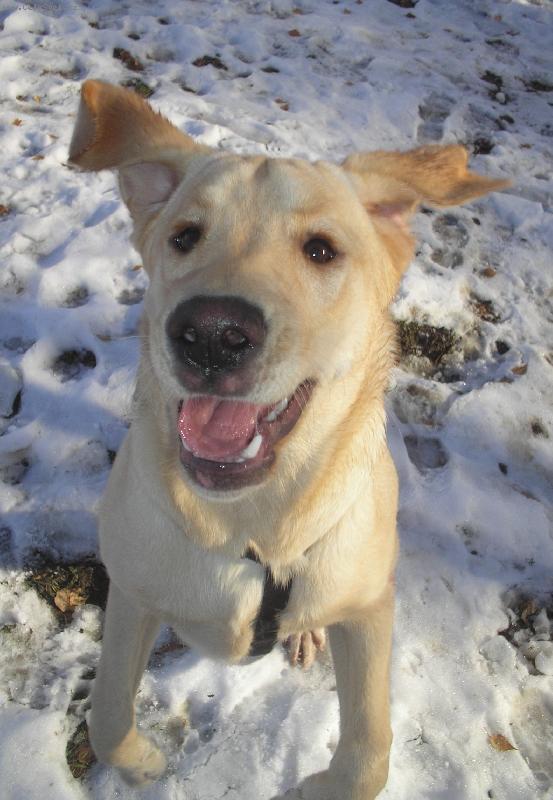 Foto: Radost se sn�hu