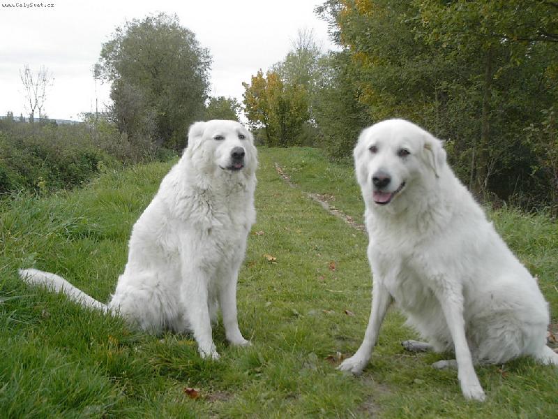 Foto: Bella a Goro 2