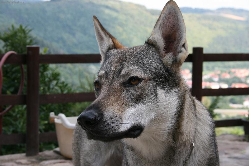 Foto: Gira Dakmat-Hlava - mlad� fena