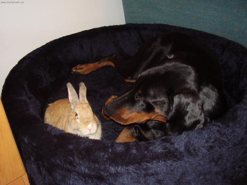 Foto: Návštěva v pelíšku-Max se svým králičkem