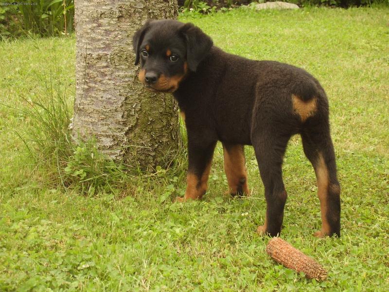 Foto: Dutch-8 t�dn�