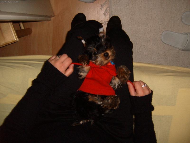 Foto: a takto sa o mna staraju-novy clen nasej rodiny :)) vola sa Dior