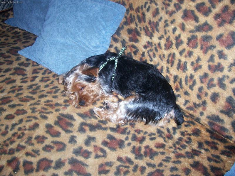 Foto: odpo��v�m-odpo��v�m po dlouh� proch�zce