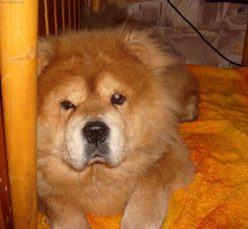 Foto: Ustora Haltrava-zamy�len� Torinka