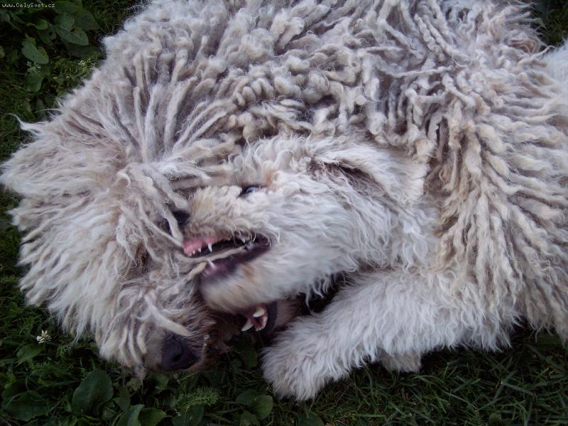 Foto: kdo z koho... ch. st. Feh�r K�cos-komondo�i - hran� �t�n�te s dosp�lou fenou