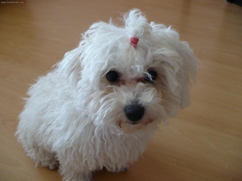 Foto: Bolo�sk� ps�k-l�to 2007