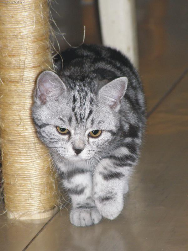 Foto: babi�in M�auk