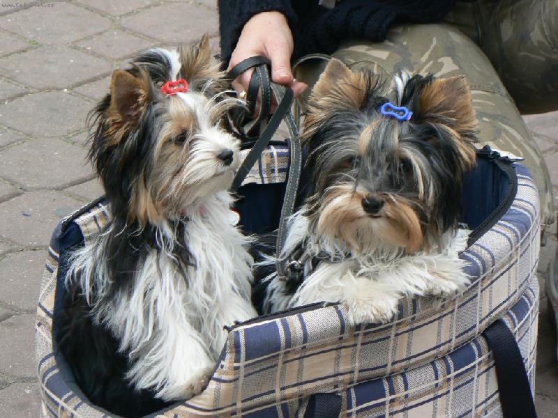 Foto: www.york-biewer-terier.cz-na�e poklady
