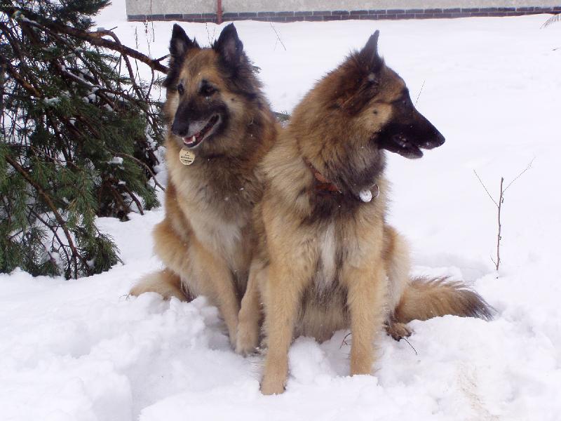 Foto: TERVUERENKY-Maminka Betty Lou Sixty six s dcerou ALEXIS Almur Royal