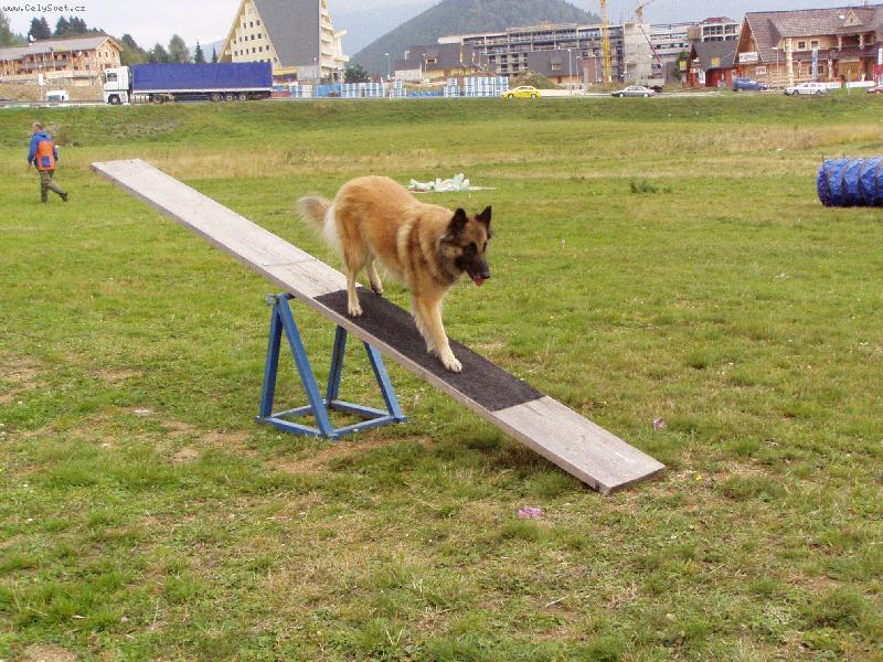 Foto: TERVUERENKA ALEXI ALMUR ROYAL-V�cvik psa z�chran�ra-prechod prekl�pa�kou