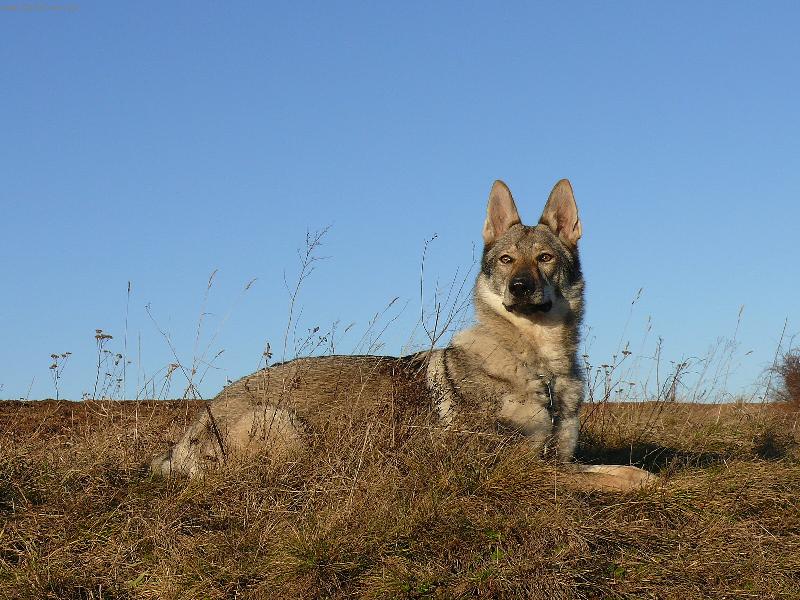 Foto: Annie z Hol�tejna