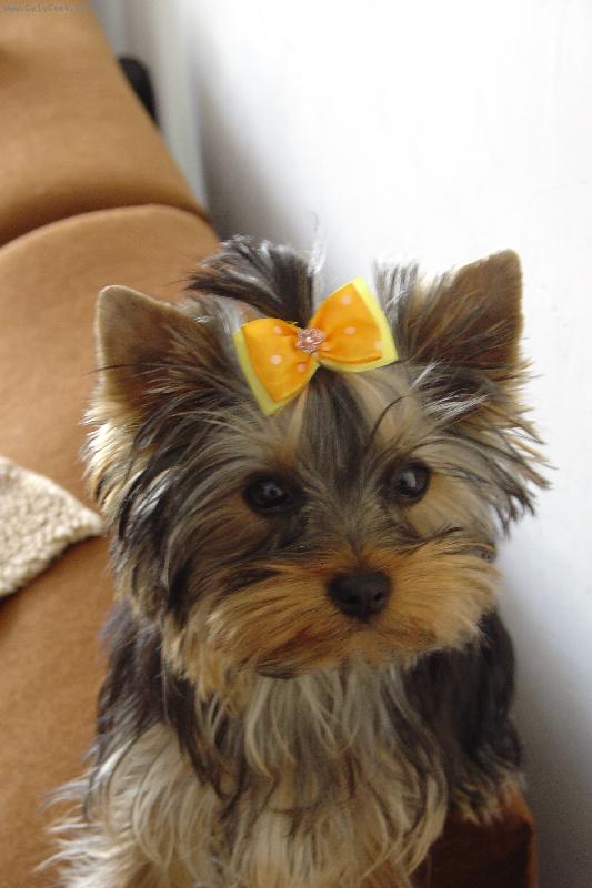 Foto: Uprava Daisinky