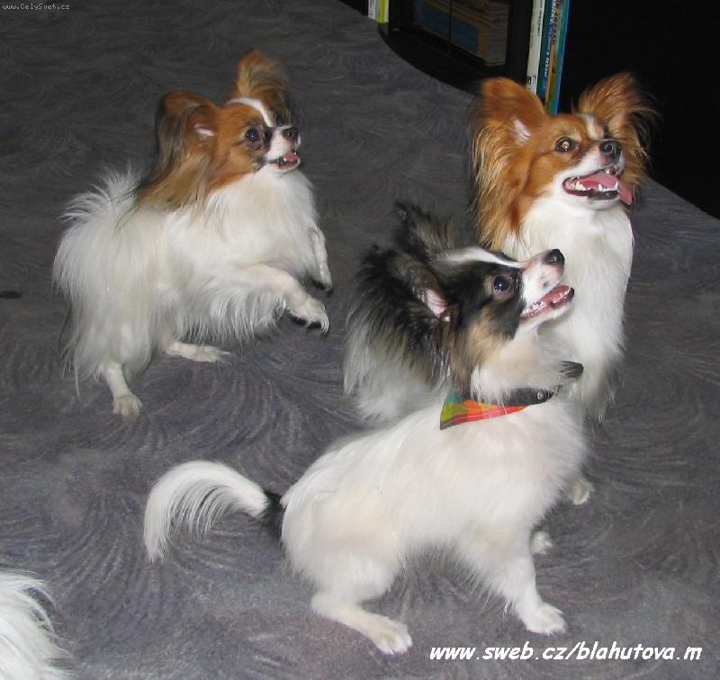 Foto: Eset, Estel Pk a Tango