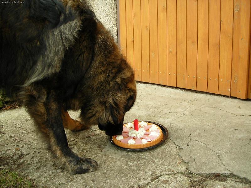 Foto: Narozeninov�-Ba�a - 1 rok