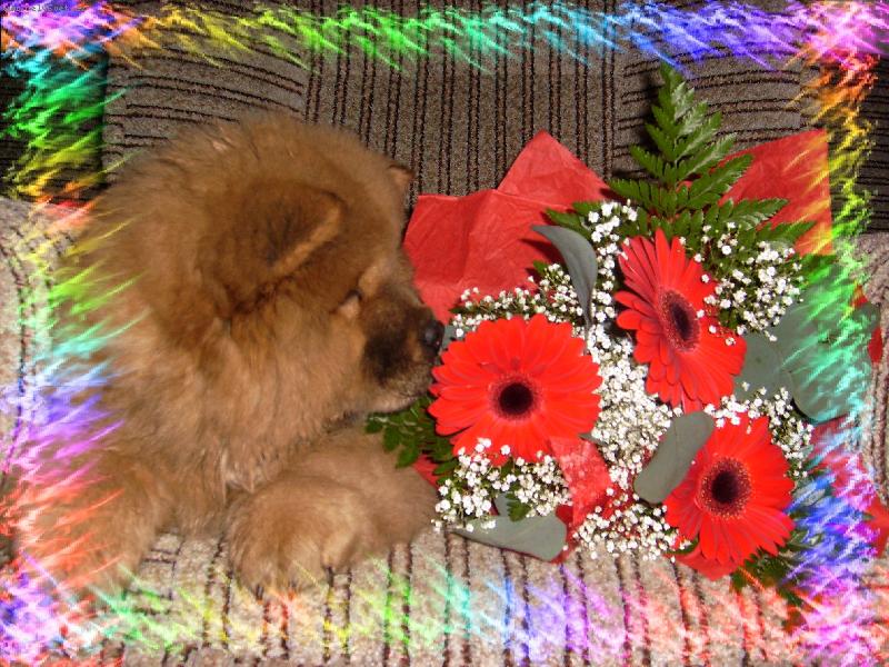 Foto: Jonita Haltrava-Jou s kytkou