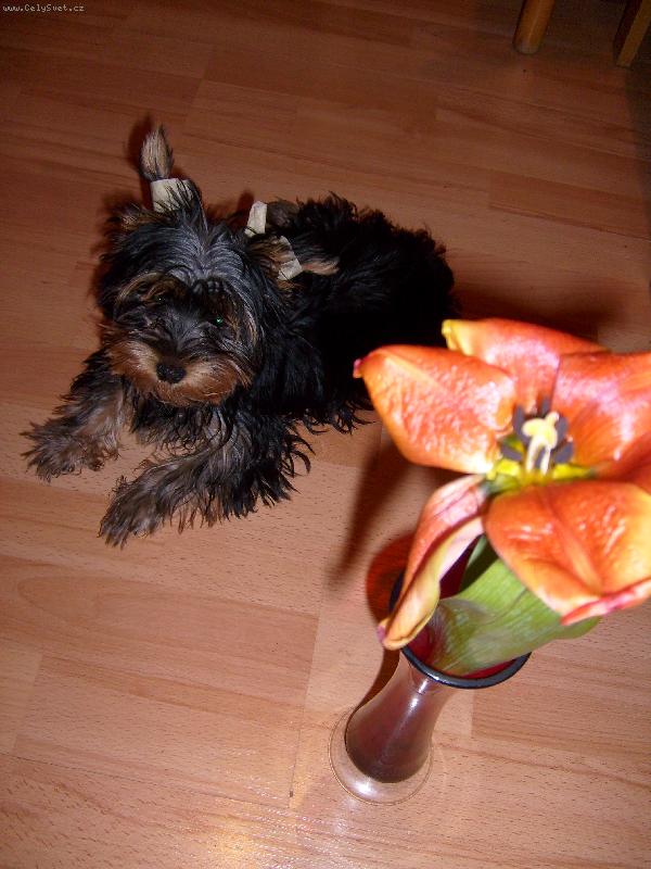 Foto: Ka�enka a tulip�n-hl�d�m kyt�