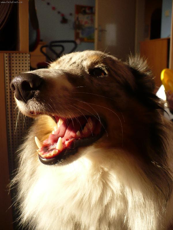 Foto: Zenova verze ps�ho �sm�vu