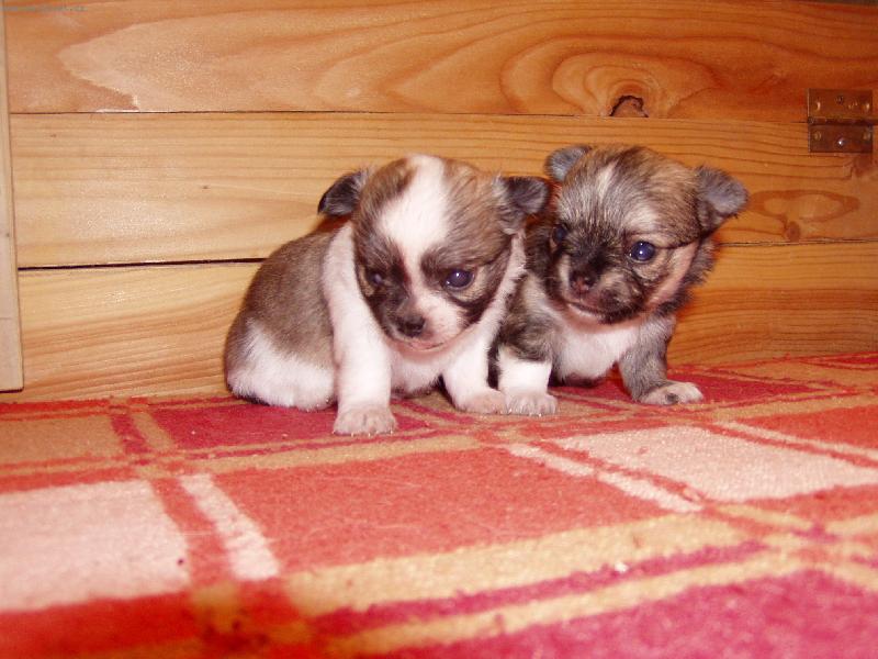 Foto: roztomil� brat���ci