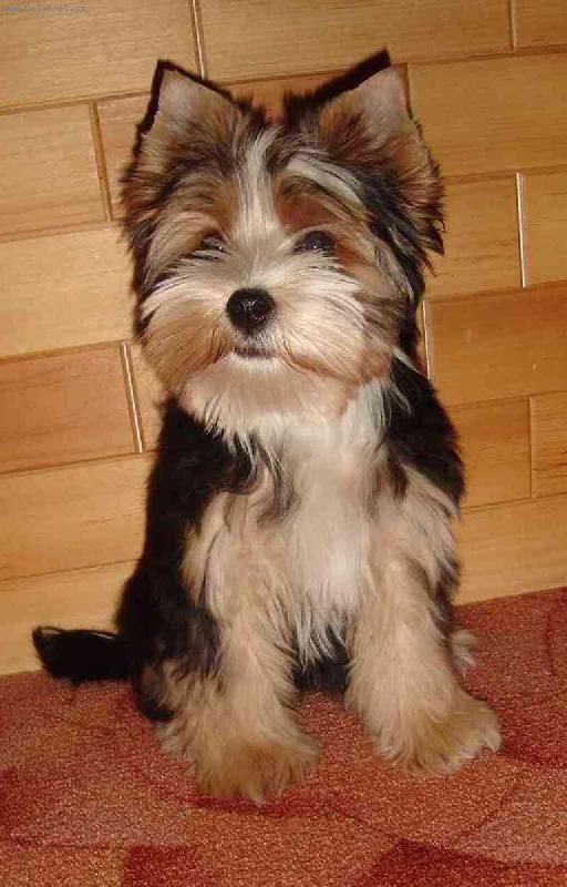 Foto: Ladynka - jsem ko�ka