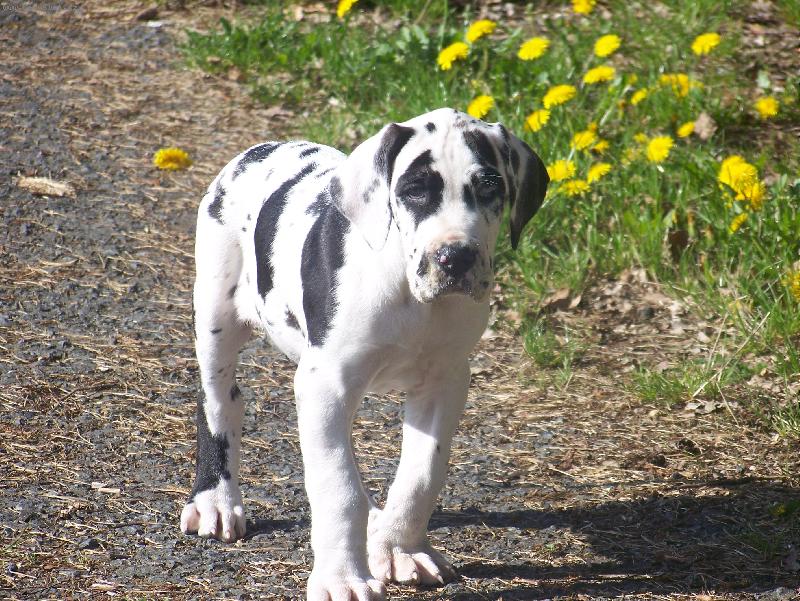 Foto: Bartholomew ��han� And�l (B�rt�k)-2. m�s�ce