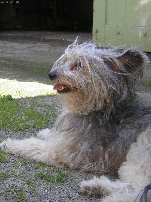 Foto: Buks (Bax)-je s PP ale p�ed ost��h�n�m vypad� jak vo�ech :-D