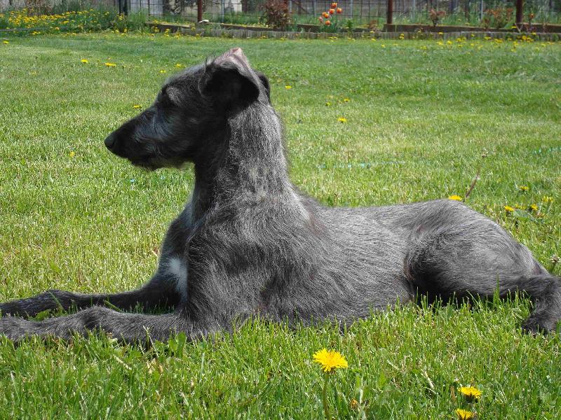 Foto: AZARIA Irsias-�t�n�-st��� 2,5m�s�ce