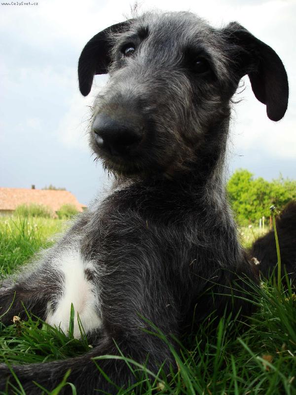 Foto: AZARIA Irsias-�t�n�-st��� 2,5m�s�ce