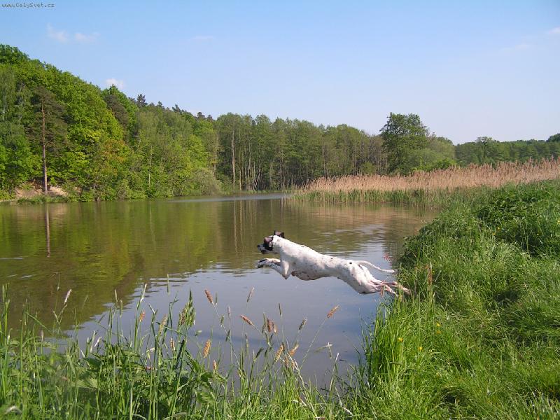 Foto: Diablo ze �t�pek-skok do vody