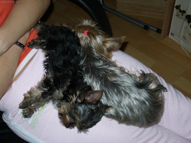 Foto: Mia & Monty z D���na-S�gra a br�cha...