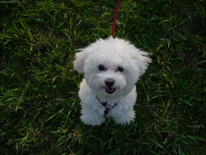 Foto: Sopt�k na louce-pan��kov�n� na vych�zce