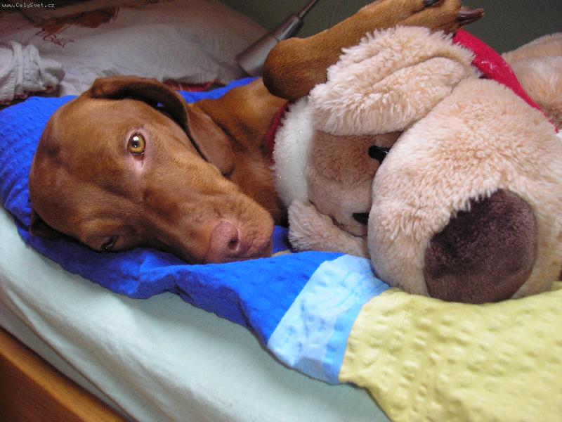 Foto: Tessinka s Baf�kem-moji 2 nej ps� mil��ci