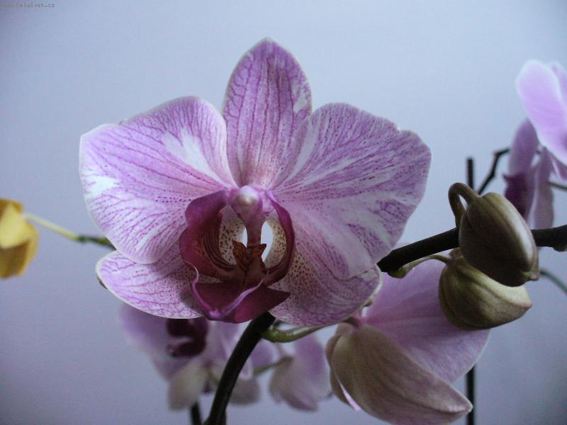 Foto: phalanopsis