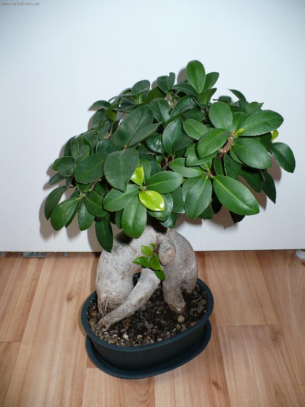 Foto: f�kus retusa