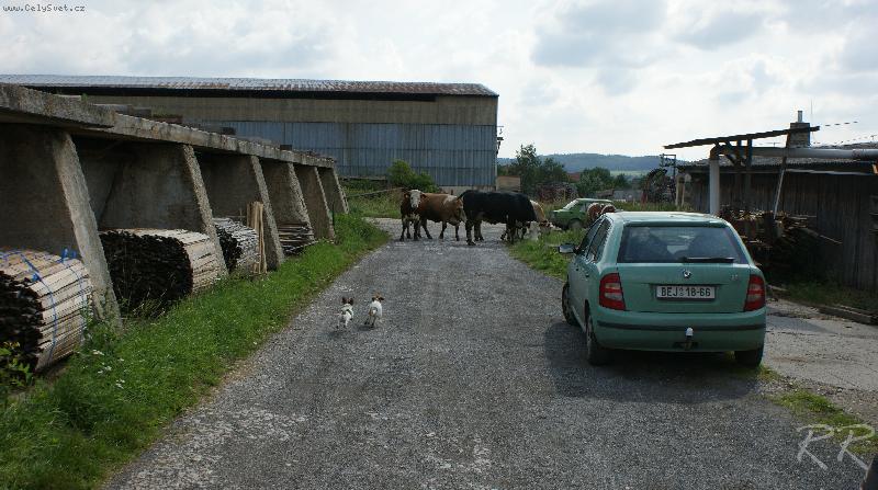 Foto: d�lej,jdem na n�!!!!!!!!!-kravky na n�v�t�v�...