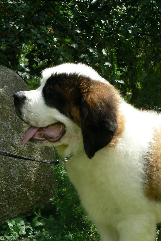 Foto: v�stava Brno 2008