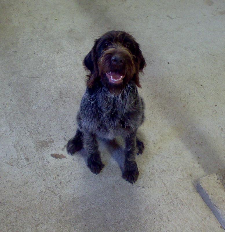 Foto: Alma z Lov�ick�ch taras�