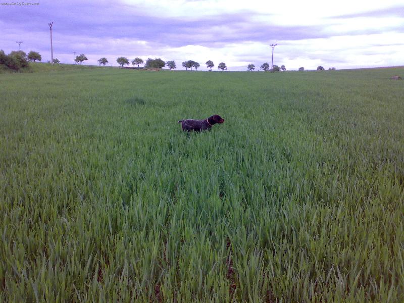 Foto: Alma z Lov�ick�ch taras�-Vystavov�n�