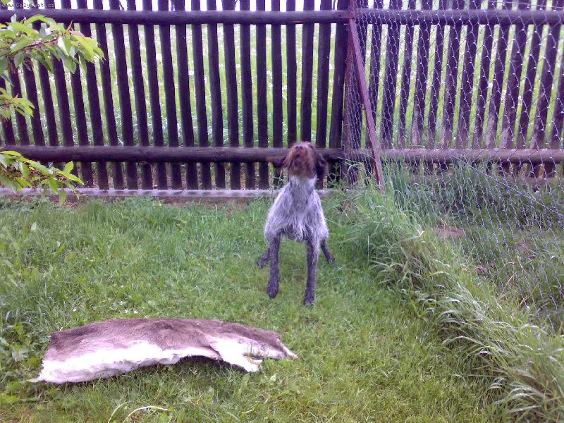 Foto: Sam (Cak z Chladn� str�n�)-v�cvik hlasi�e