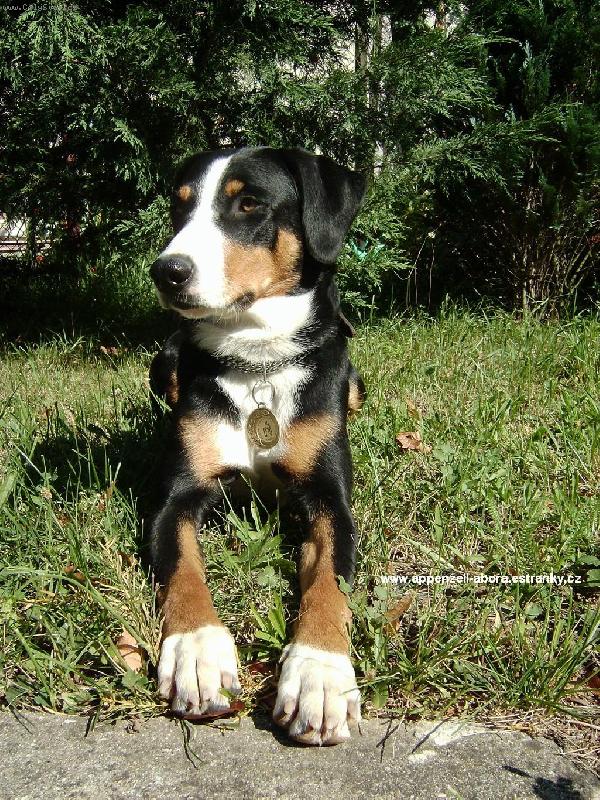 Foto: Abora z Velk�ho �jezda-Polsk� junior �ampion