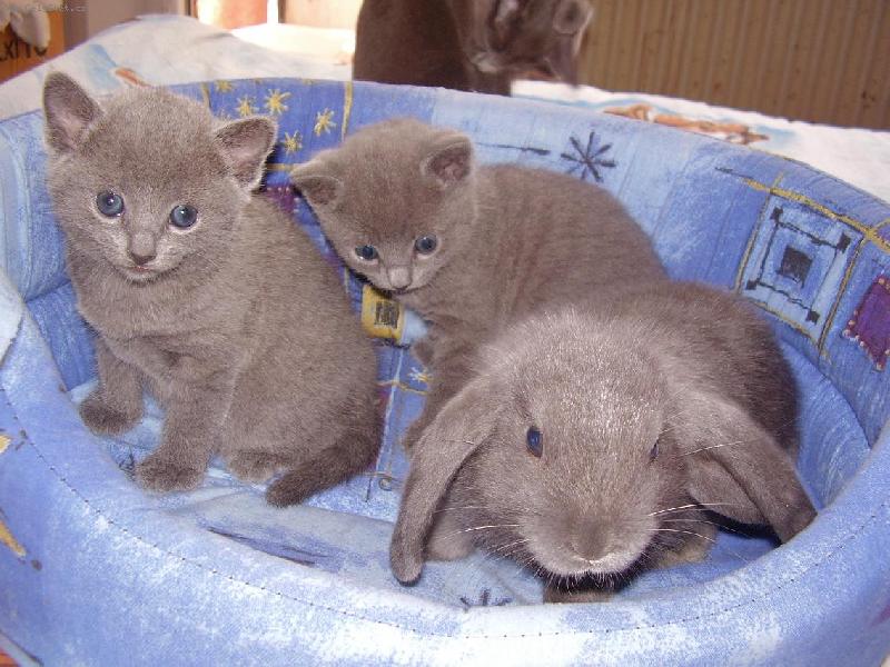 Foto: To je u�at� ko��tko?-N� to kr�l��ek J�linka :)