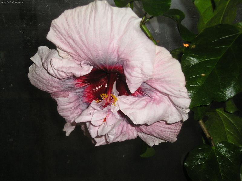 Foto: IBI�KY-ibi�ky