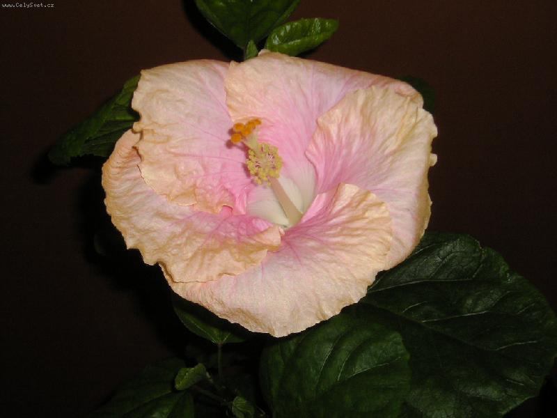 Foto: New Petiet-ibi�ek