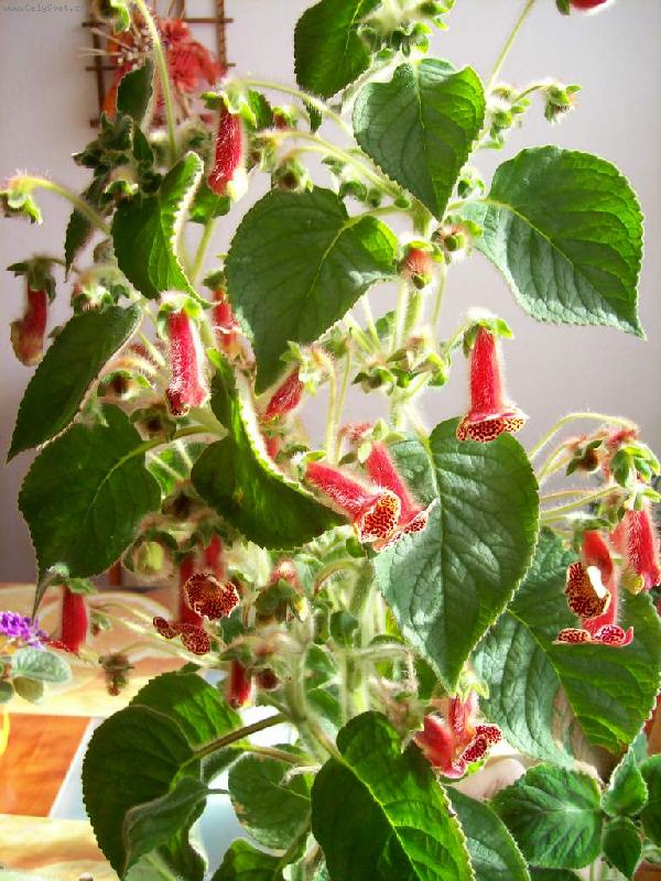 Foto: Kohleria-Moje kohleria