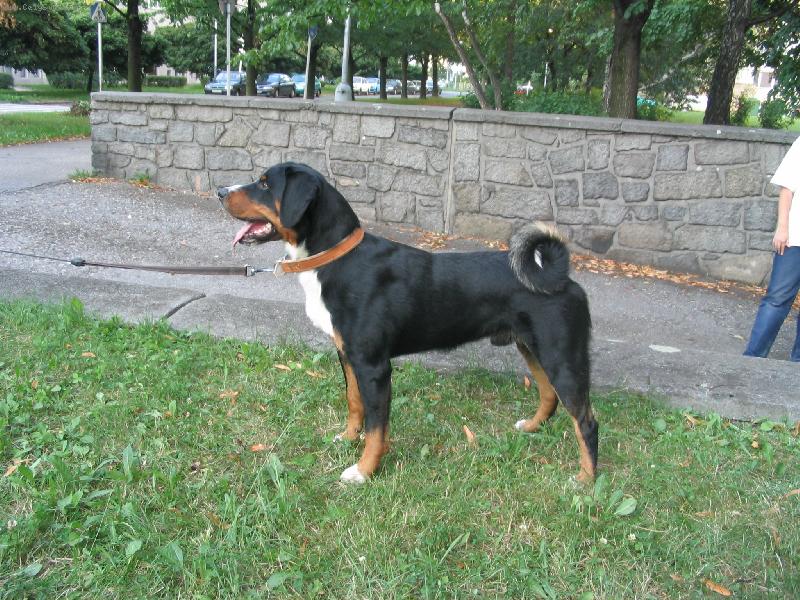 Foto: ICH Arcos z Tich�ho �dol�-www.appenzeller.cz