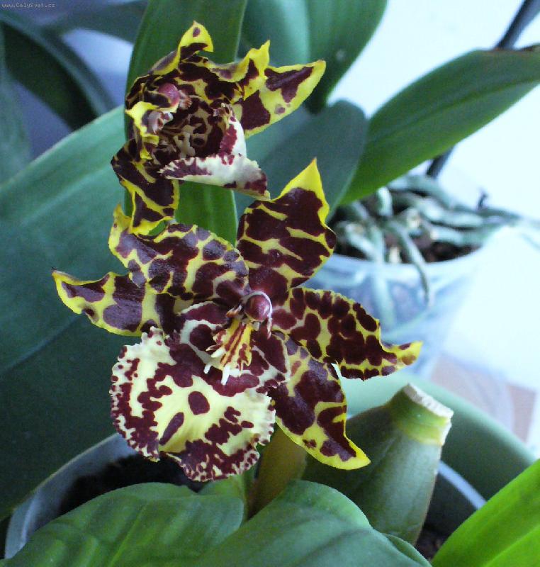 Foto: orchidej