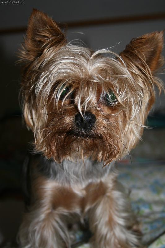 Foto: coo? tak nem�m vyfoukanou hlavu, no :-)